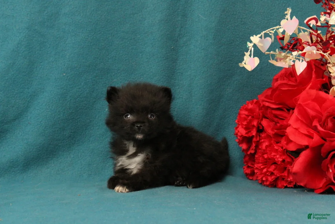 Pomeranian dogs for sale: Trinity - Ad 2