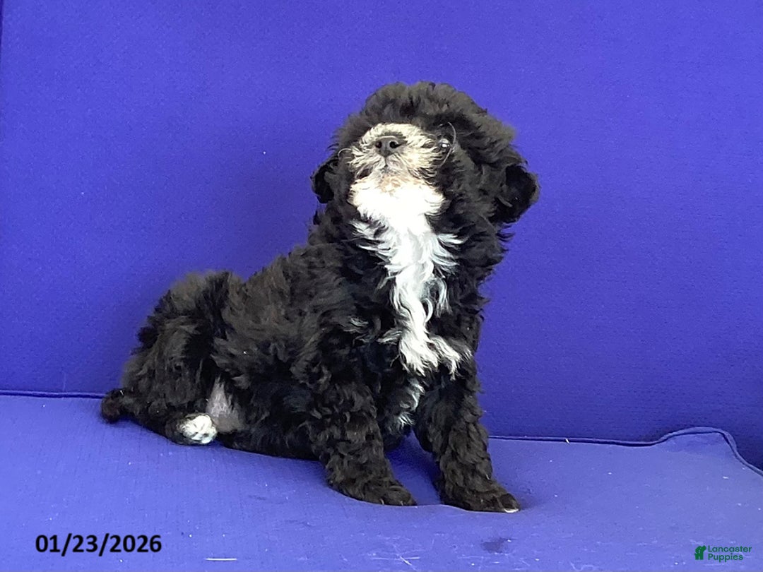 Toy Poodle dogs for sale: Trixie - Ad 4