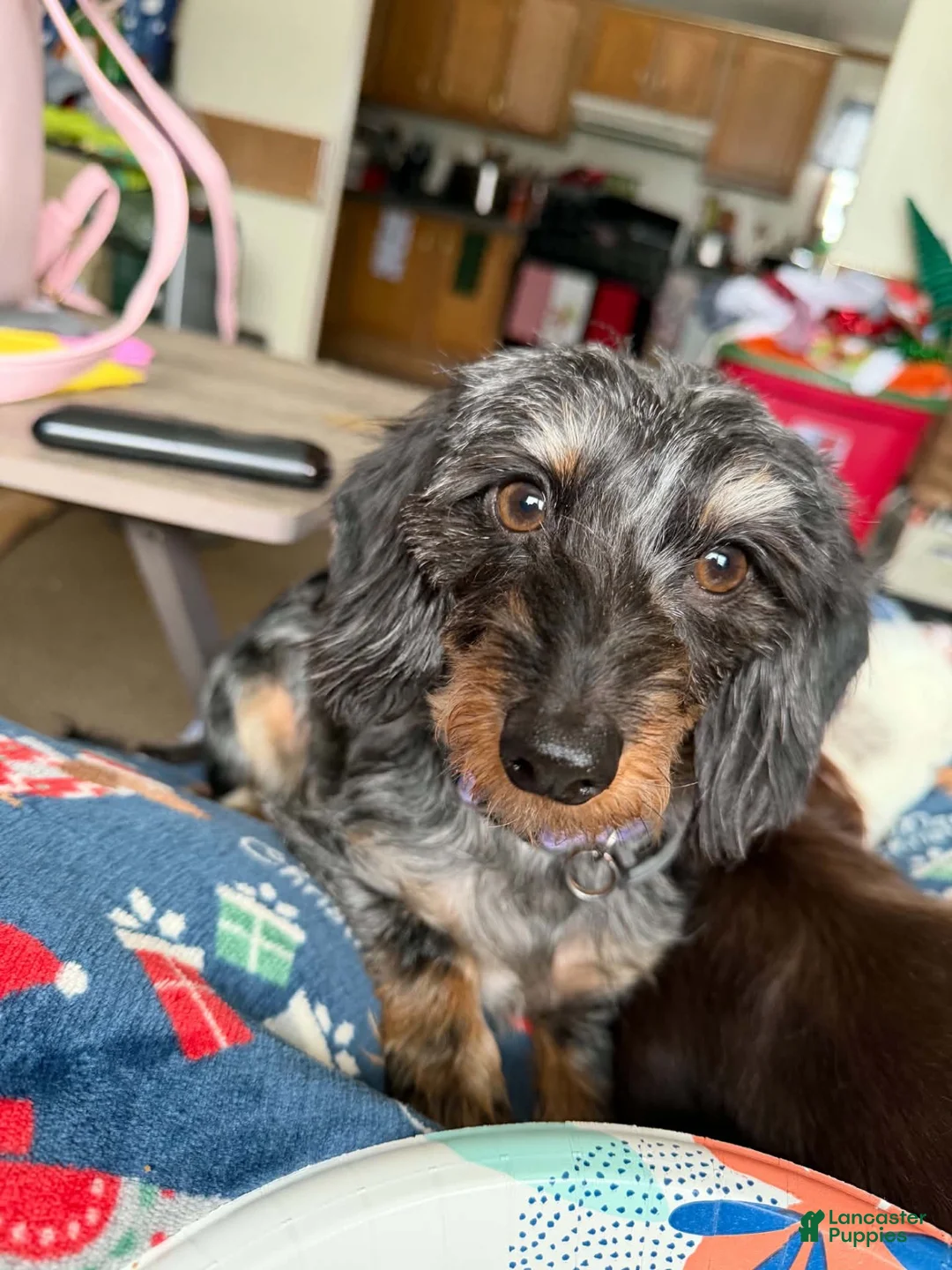 Miniature Dachshund dogs for sale: Miniature Dachshund 1 - Ad 3