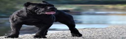 Cane Corso dogs for sale: Nova - Ad 5