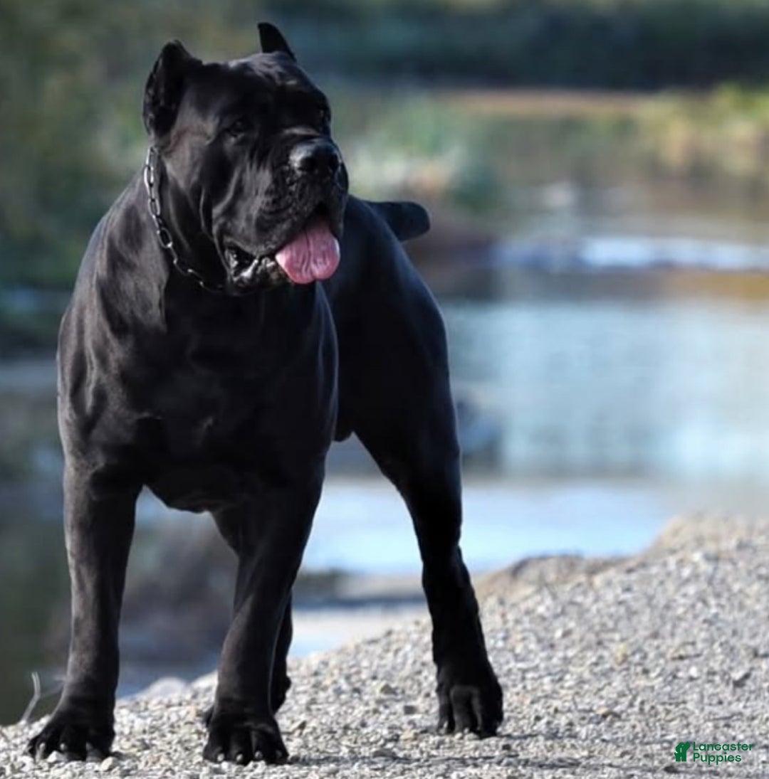 Cane Corso dogs for sale: Nova - Ad 5