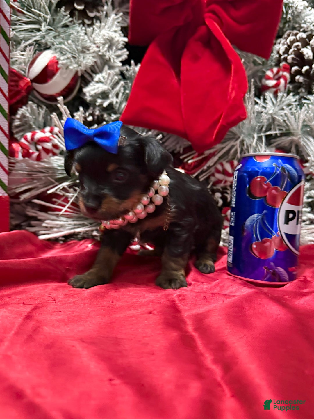 Yorkshire Terrier dogs for sale: Rigatoni  - Ad 22