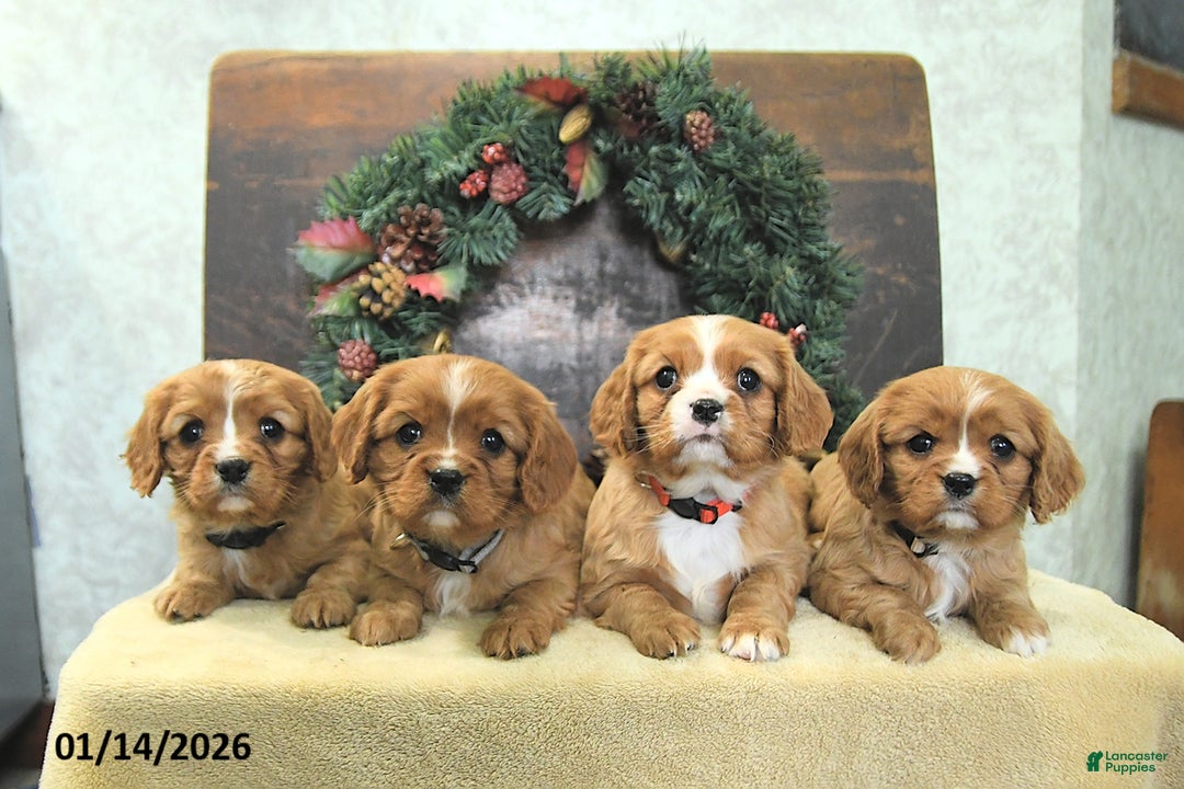Cavalier King Charles Spaniel dogs for sale: Brooke - Ad 3