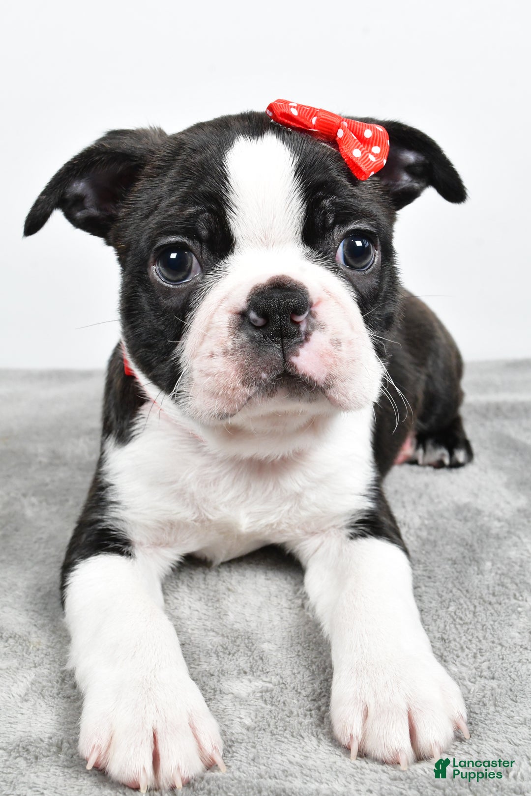 Mixed Breed dogs for sale: Snickers - Ad 7