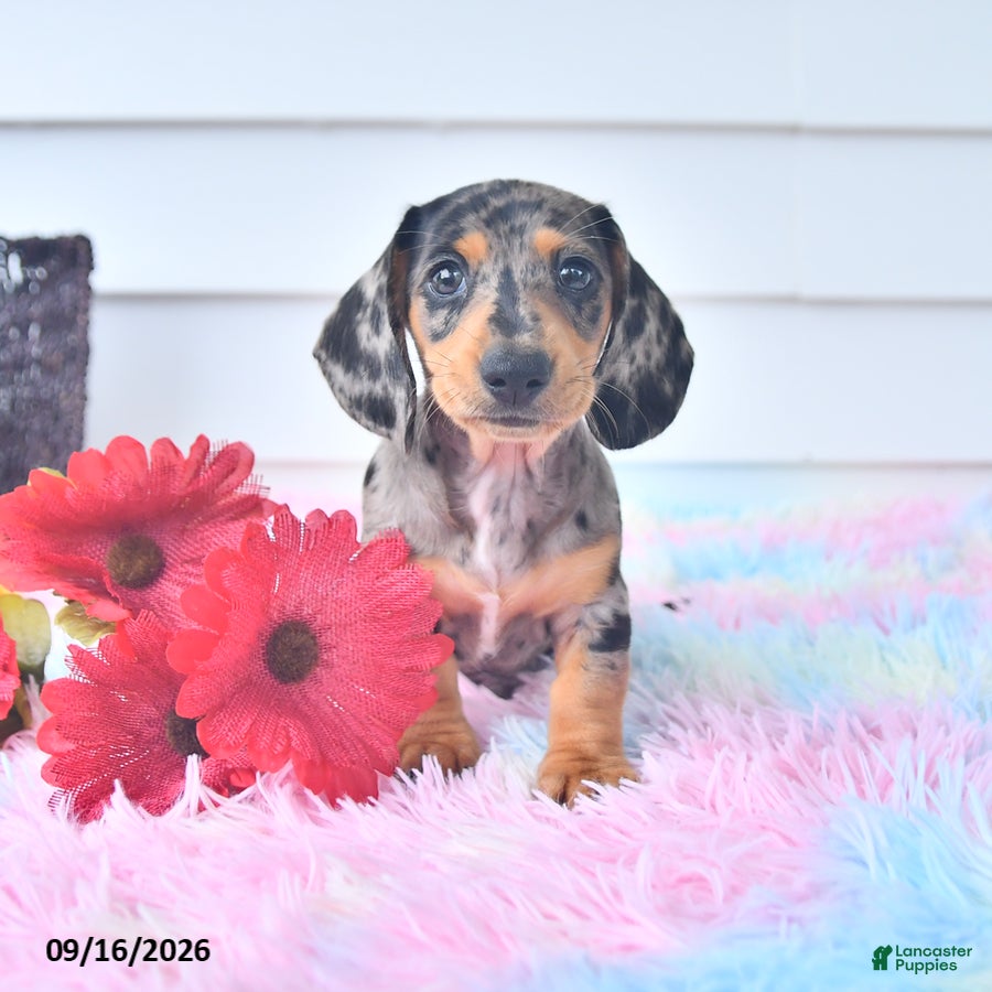 Miniature Dachshund dogs for sale: Ike - Ad 1
