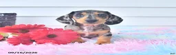 Miniature Dachshund dogs for sale: Ike - Ad 1