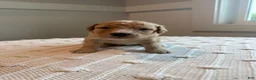 Mixed Breed dogs for sale: Teddy - Ad 4