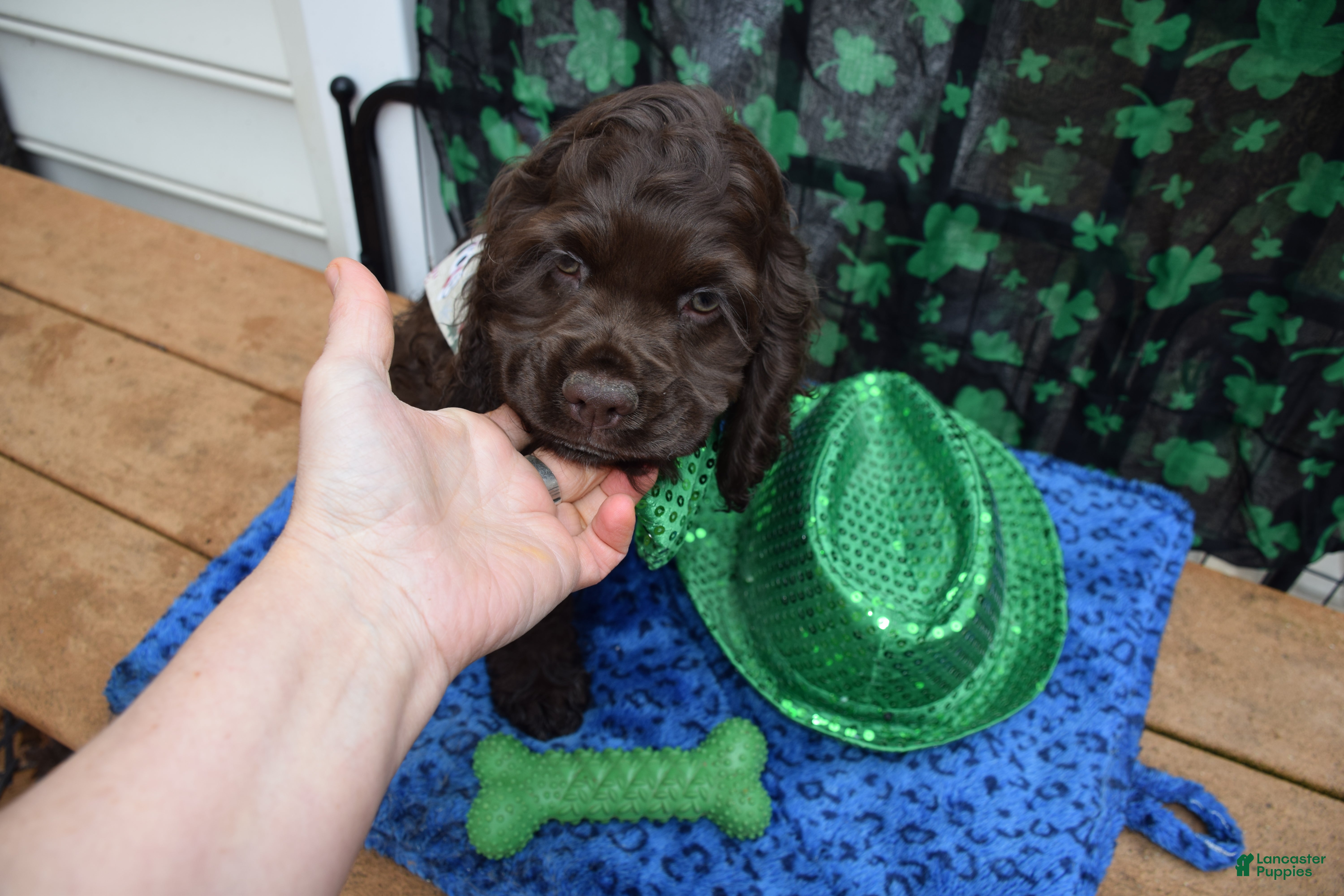 Cocker Spaniel dogs Cody -AKC Cocker Spaniel  - Ad 2