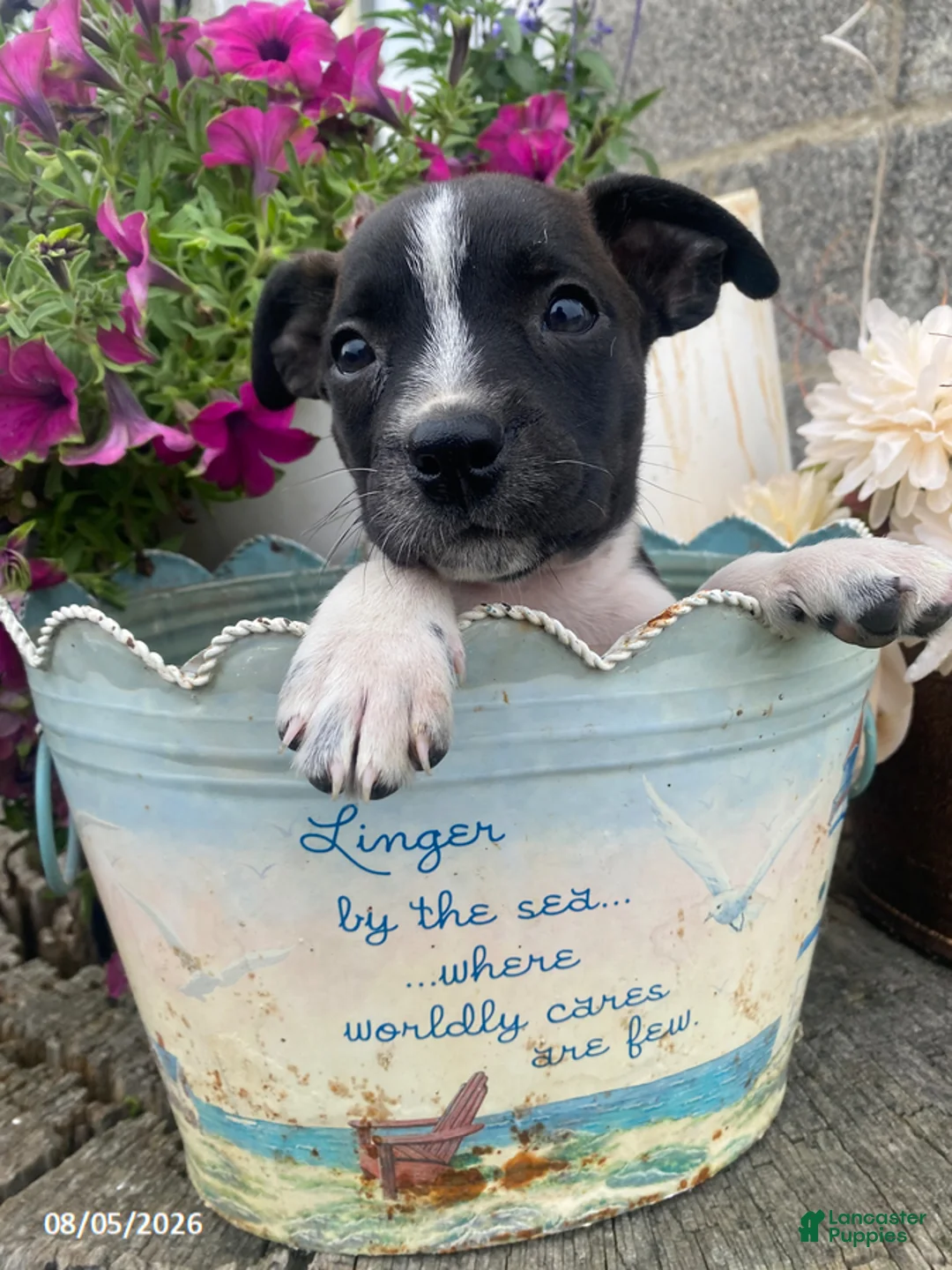 Mixed Breed dogs for sale: Sparky - Ad 1