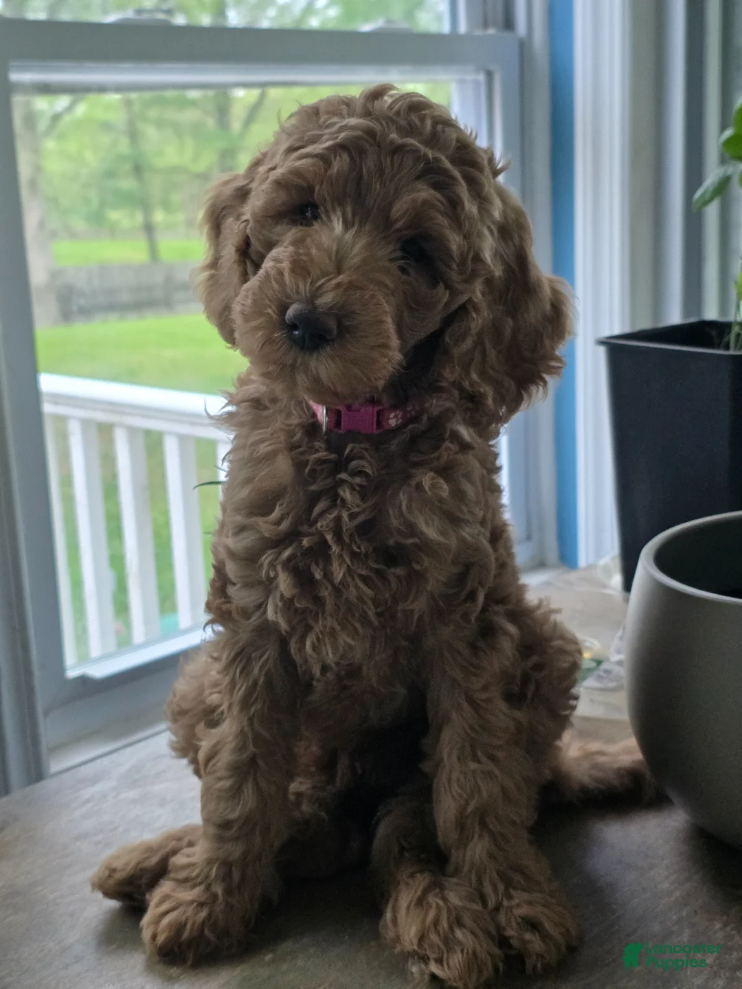 Goldendoodle dogs for sale: Sky - Ad 1