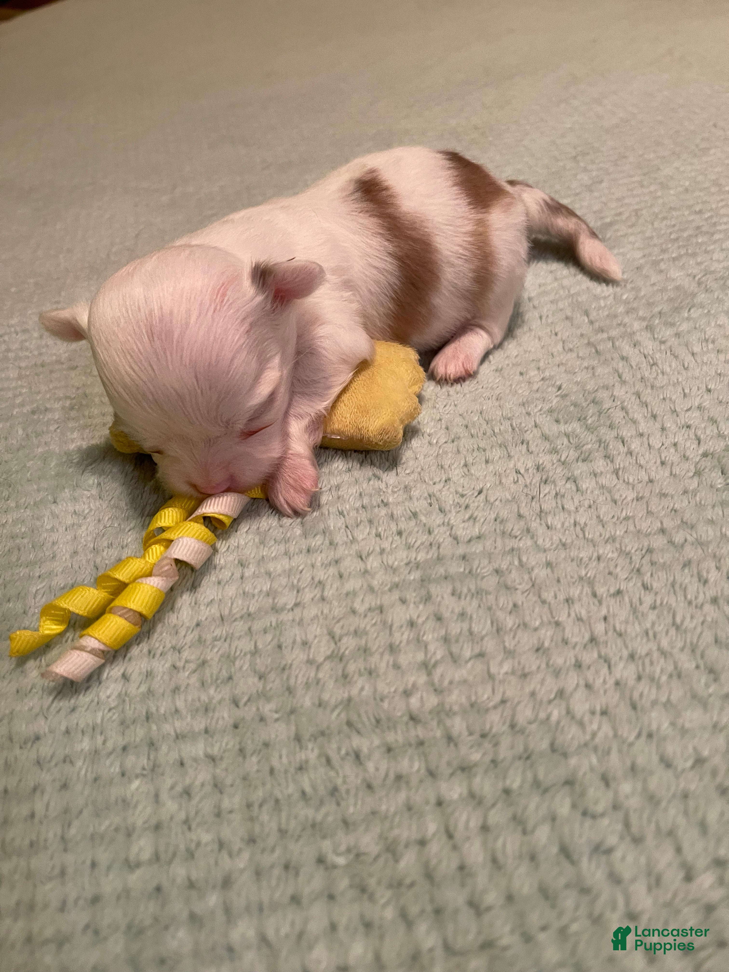 Chihuahua dogs for sale: Chihuahua 3 - Ad 1