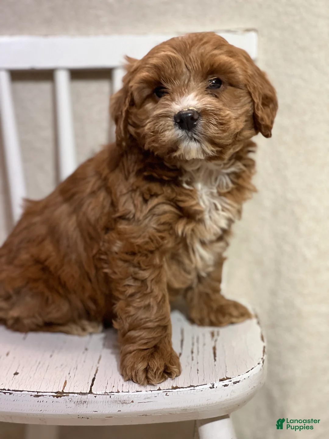 Cavapoo dogs for sale: Tristan - Ad 2