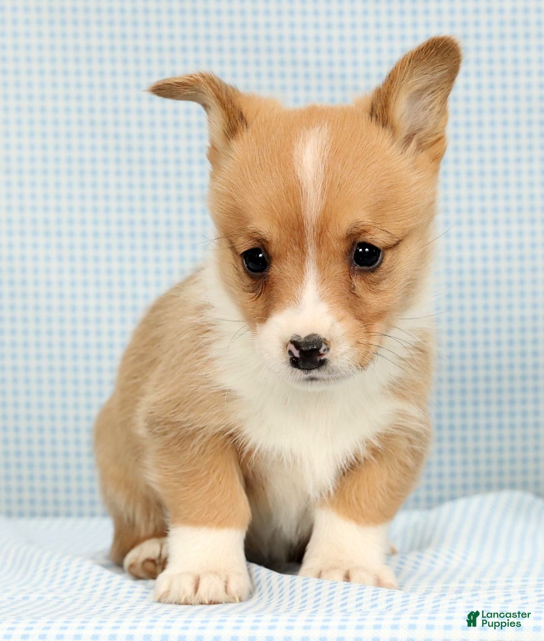 Welsh Corgi Pembroke dogs for sale: Maybelle - Ad 2