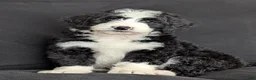 Bernedoodle dogs for sale: Nova - Ad 7