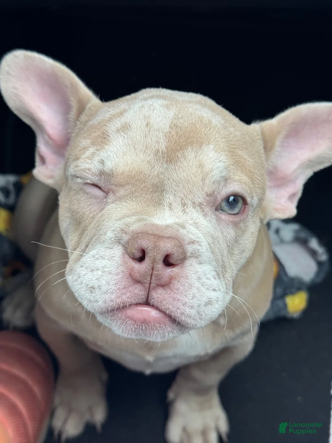 Gallery Image {{count}}