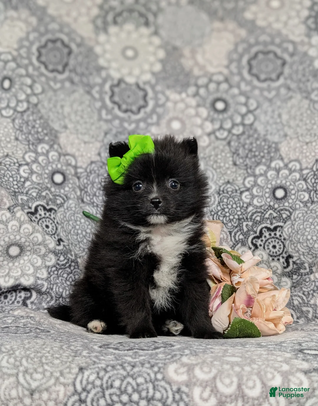 Pomeranian dogs for sale: Mindy 9 lbs Full Grown - Ad 2