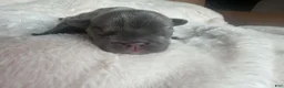 French Bulldog dogs for sale: French Bulldog 5 FEMALE - Ad 10