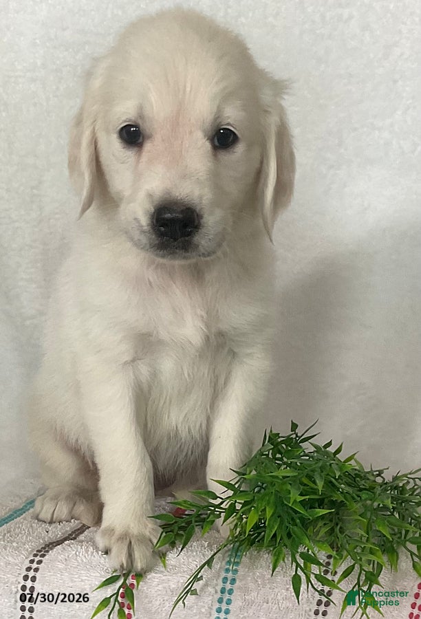 Golden Retriever dogs Chloe - Ad 2