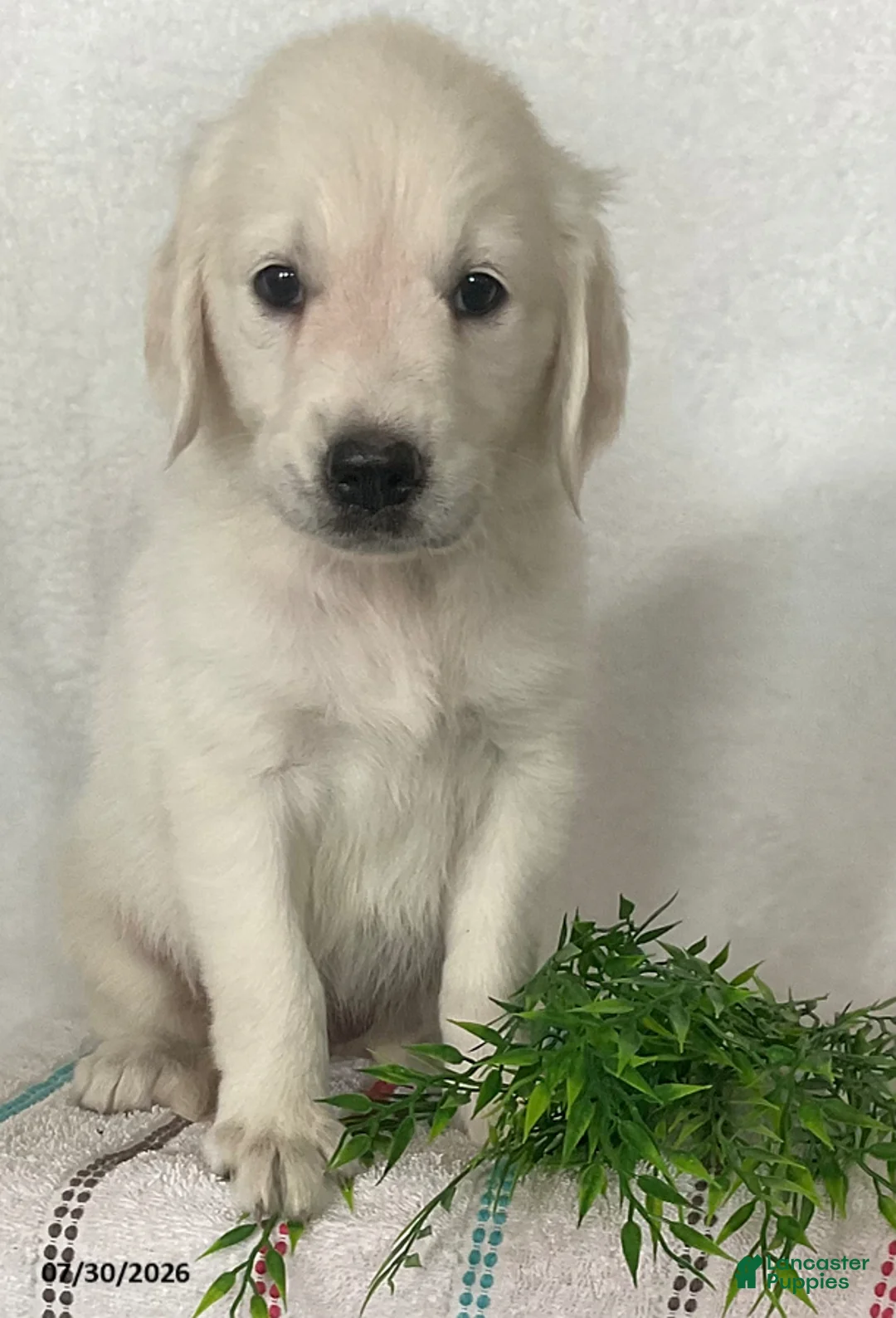 Golden Retriever dogs for sale: Chloe - Ad 2