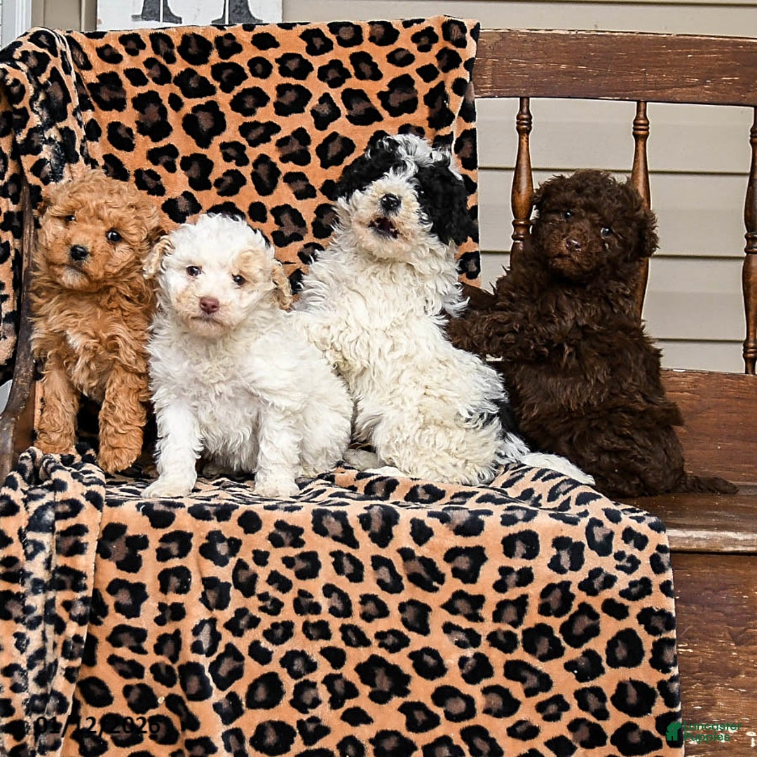 Miniature Labradoodle dogs for sale: Snickers - Ad 3