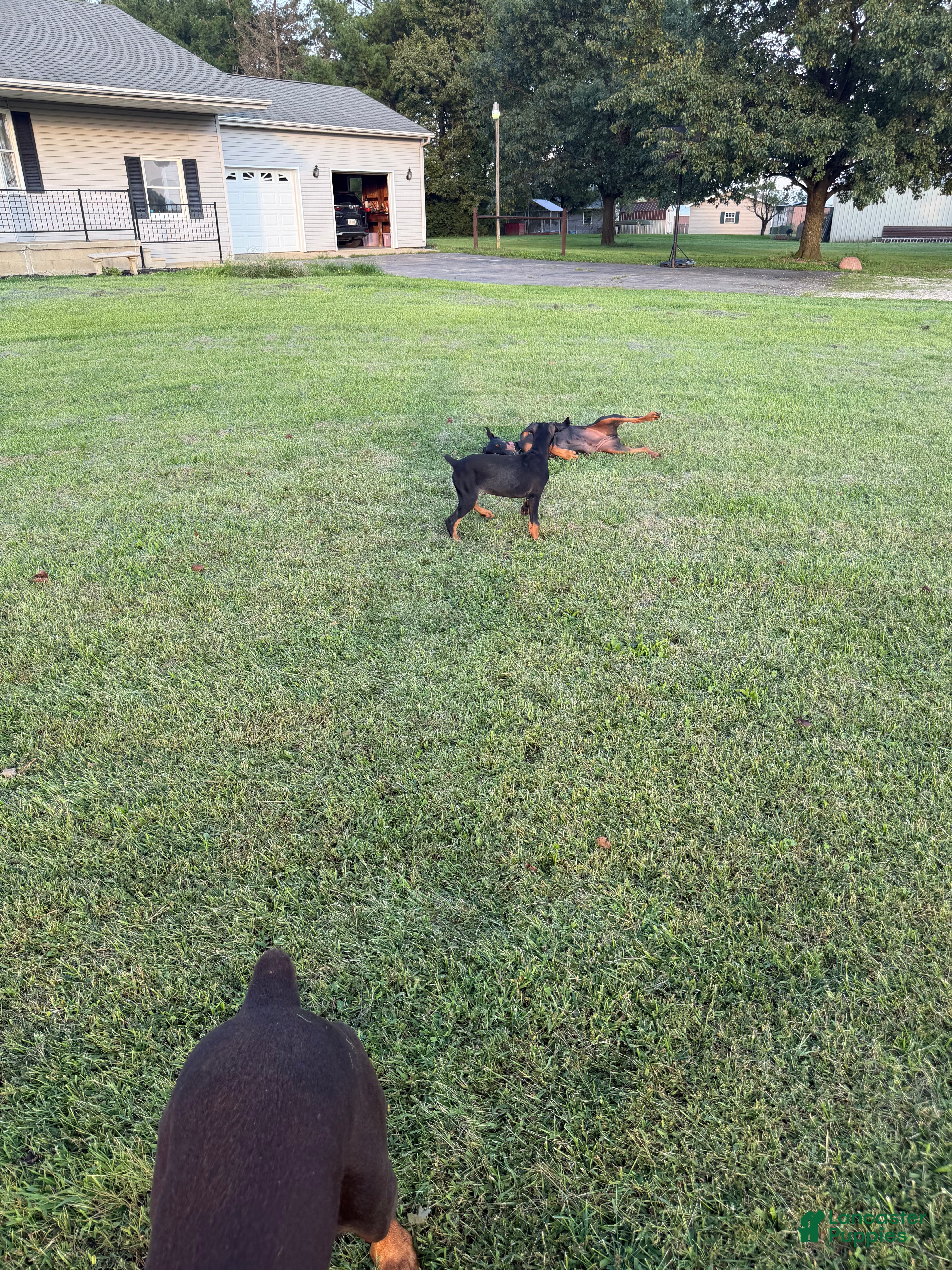 Doberman Pinscher dogs Doberman Pinscher 6 - Ad 2