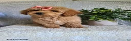 Bichpoo dogs for sale: Chloe - Ad 3