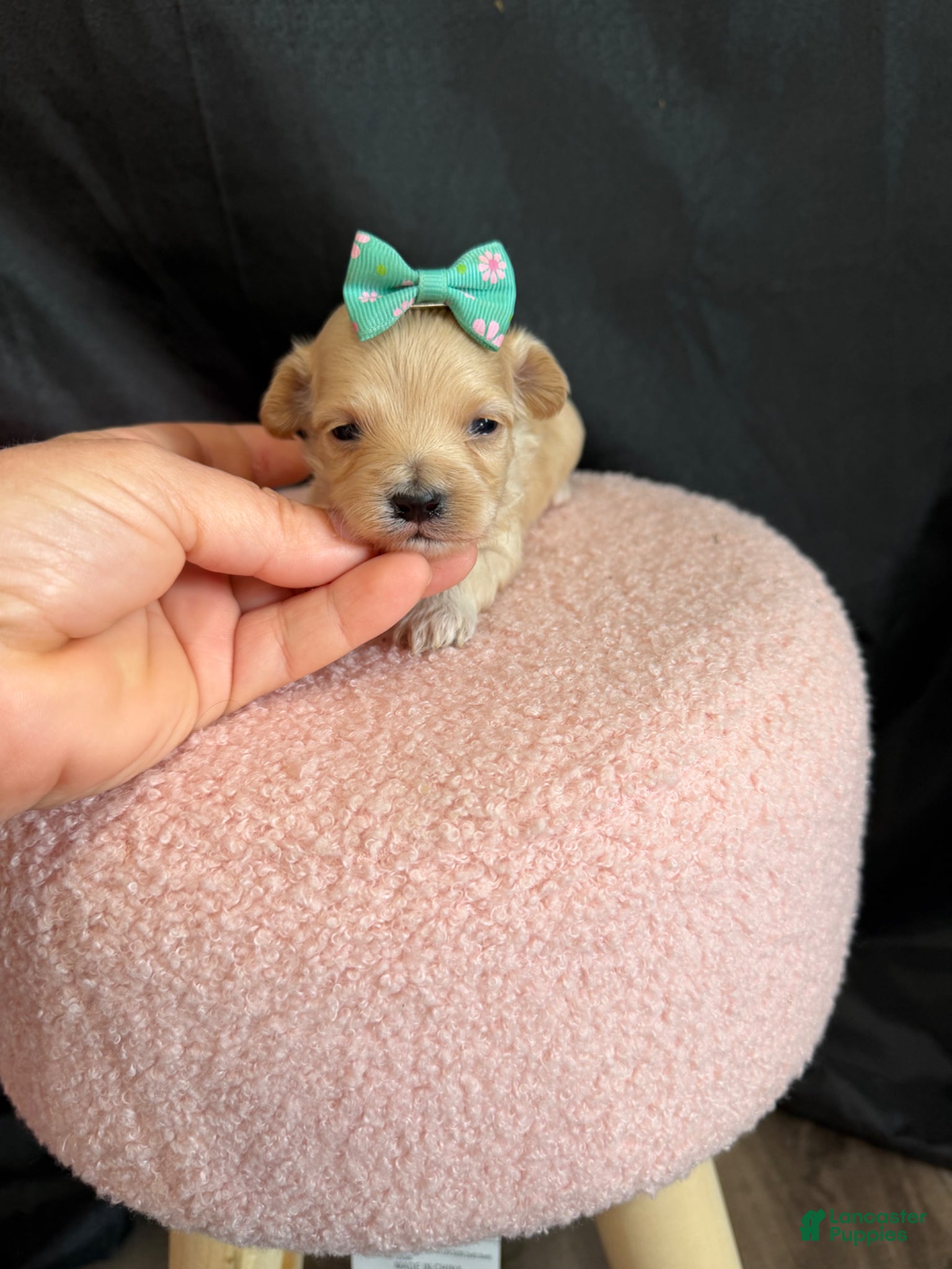 Maltipoo dogs for sale: Maltipoo! Turquoise Bow! - Ad 1