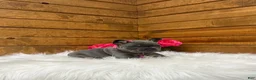 French Bulldog dogs for sale: Sena - Ad 8