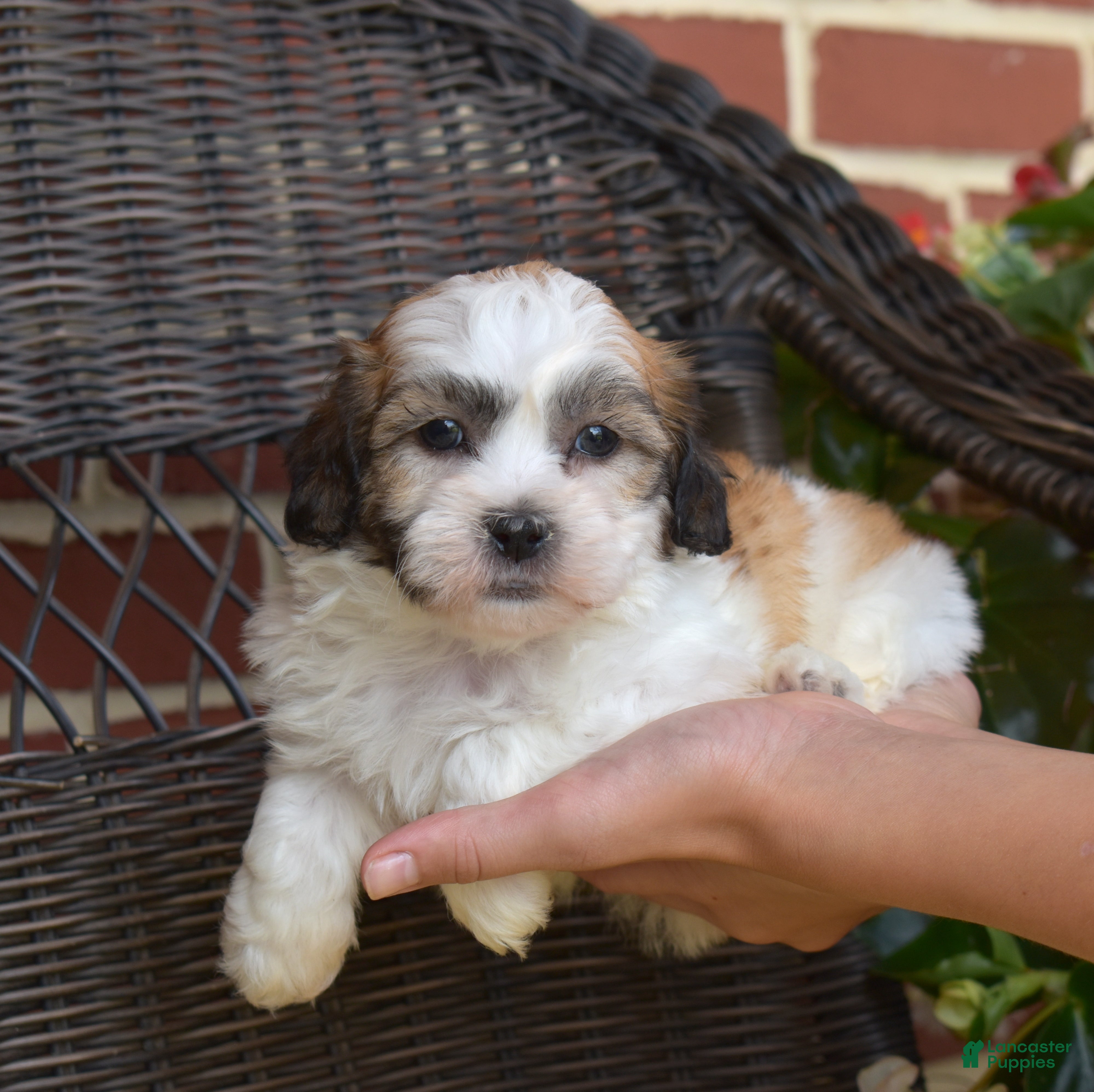 Teddy Bear dogs Chowder  - Ad 1