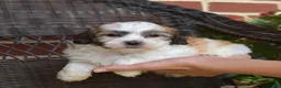 Teddy Bear dogs for sale: Chowder  - Ad 8