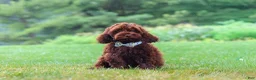 Cockapoo dogs for sale: Sammie - Ad 4