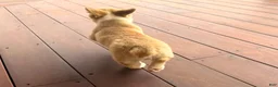 Welsh Corgi Pembroke dogs for sale: DEXER - Ad 20