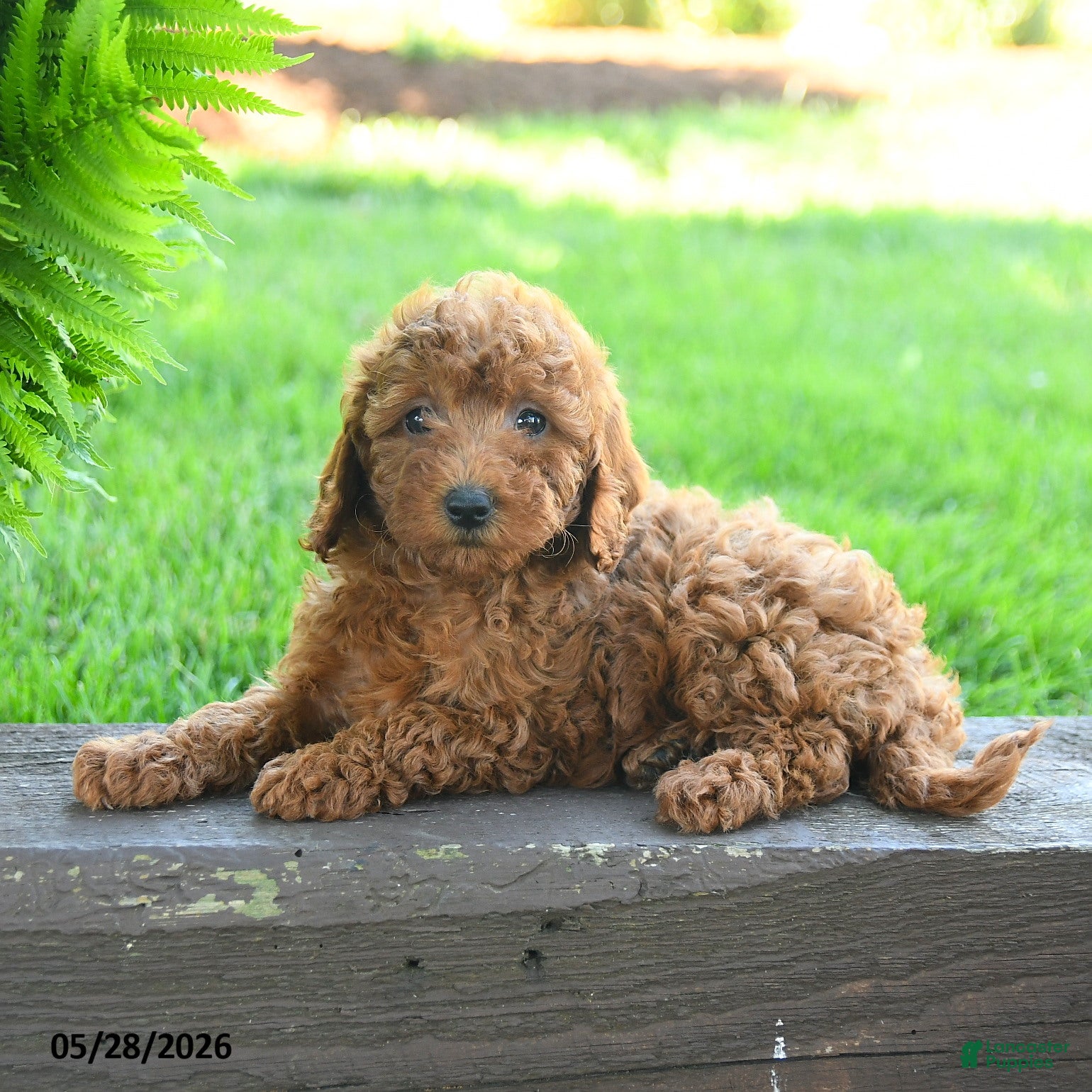 Miniature Poodle dogs Teagan - Ad 2