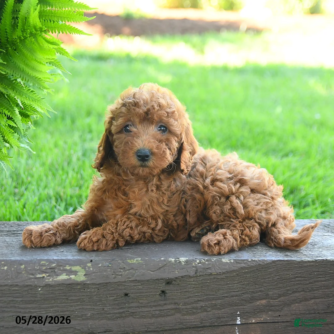 Miniature Poodle dogs for sale: Teagan - Ad 2