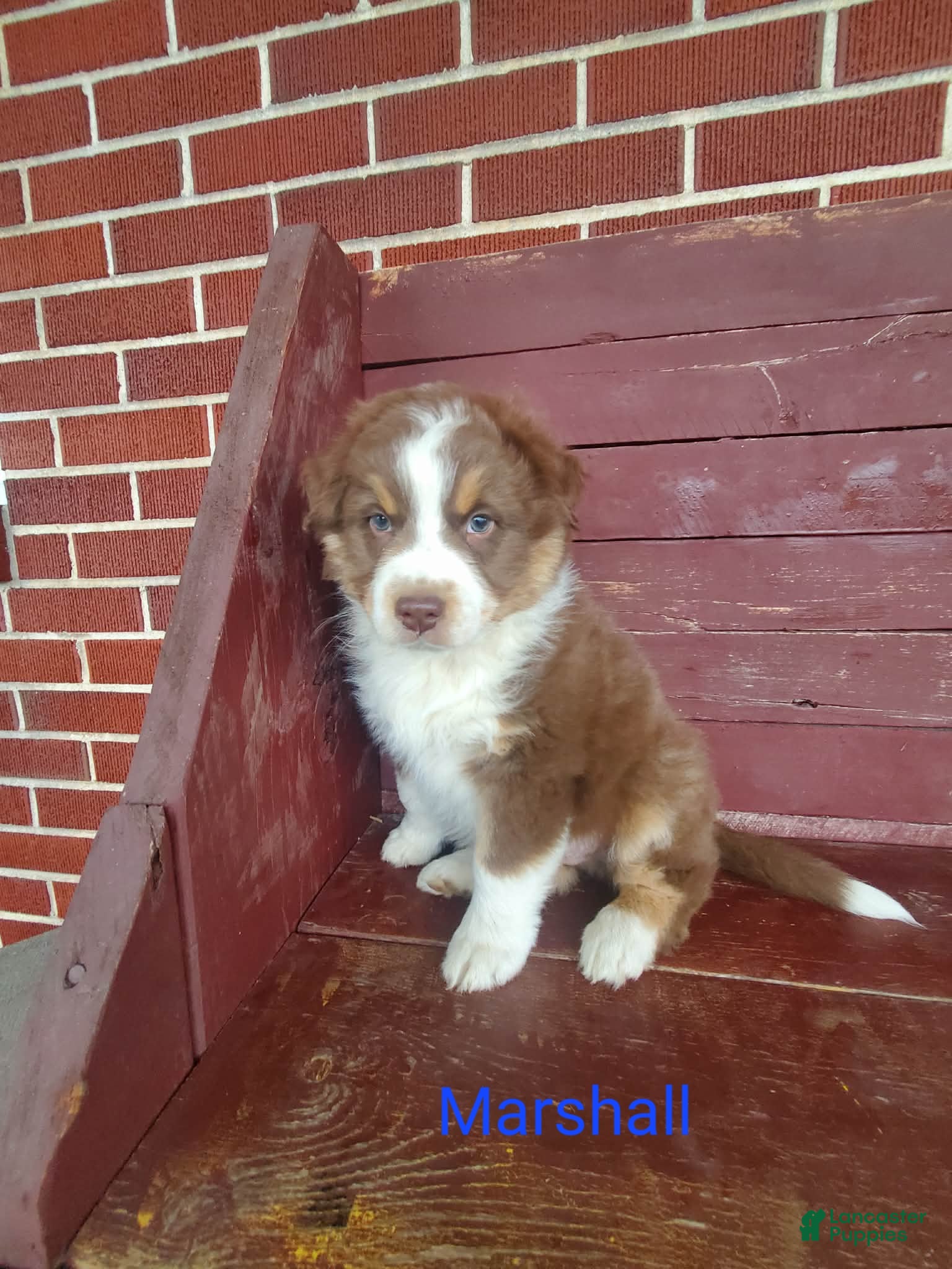 Australian Shepherd dogs Marshall - Ad 30