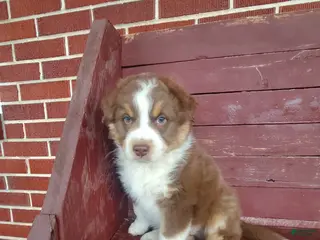 Australian Shepherd dogs Marshall - Ad 30