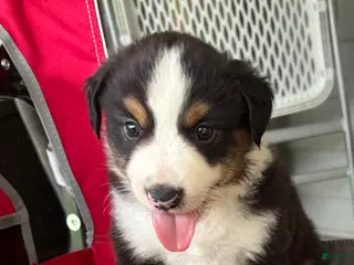 Miniature Australian Shepherd dogs #5 Black Tri Male - Ad 9