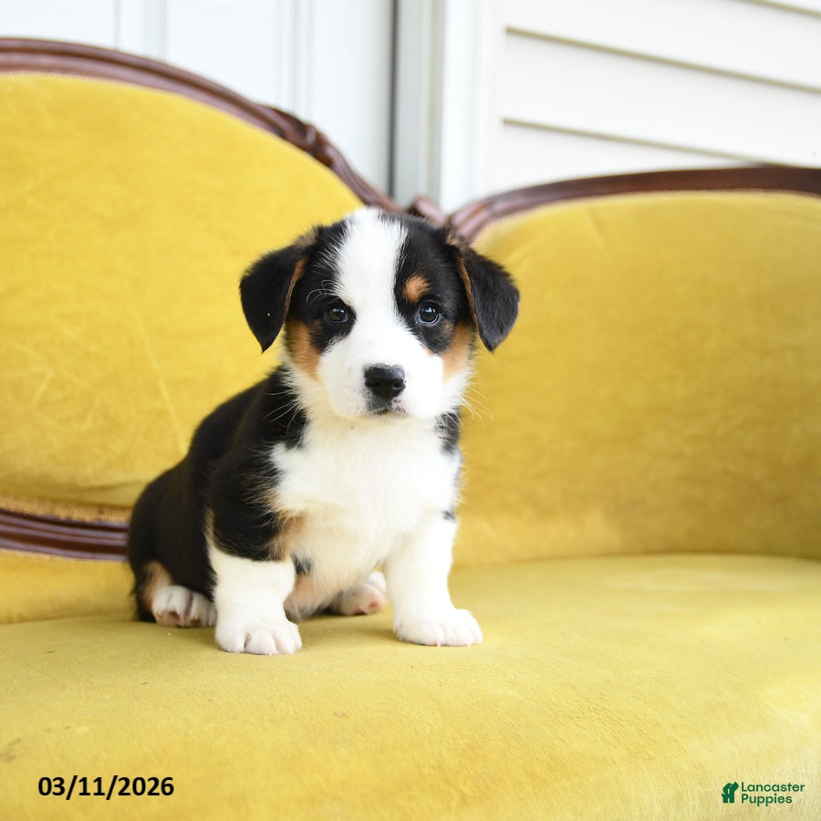 Welsh Corgi Pembroke dogs Titus - Ad 1