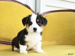 Welsh Corgi Pembroke dogs for sale: Titus - Ad 4