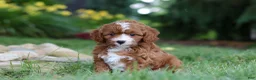 Cavapoo dogs for sale: Oscar - Ad 8