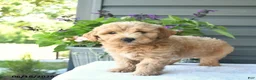 Mini Goldendoodle dogs for sale: Brielle  - Ad 3