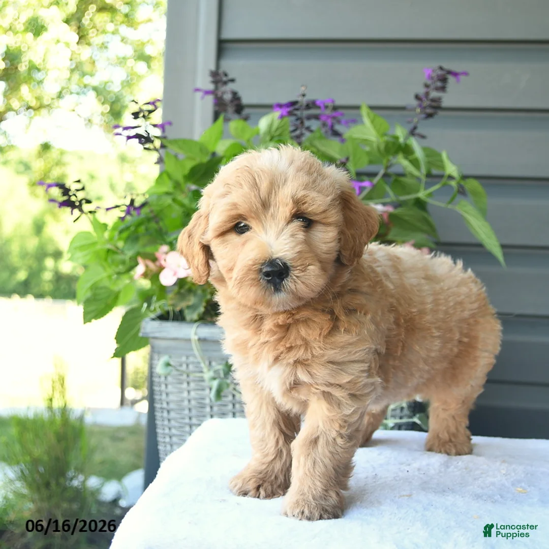 Mini Goldendoodle dogs for sale: Brielle  - Ad 3