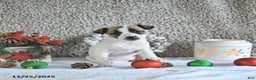 Jack Russell Terrier dogs for sale: Dixie - Ad 1
