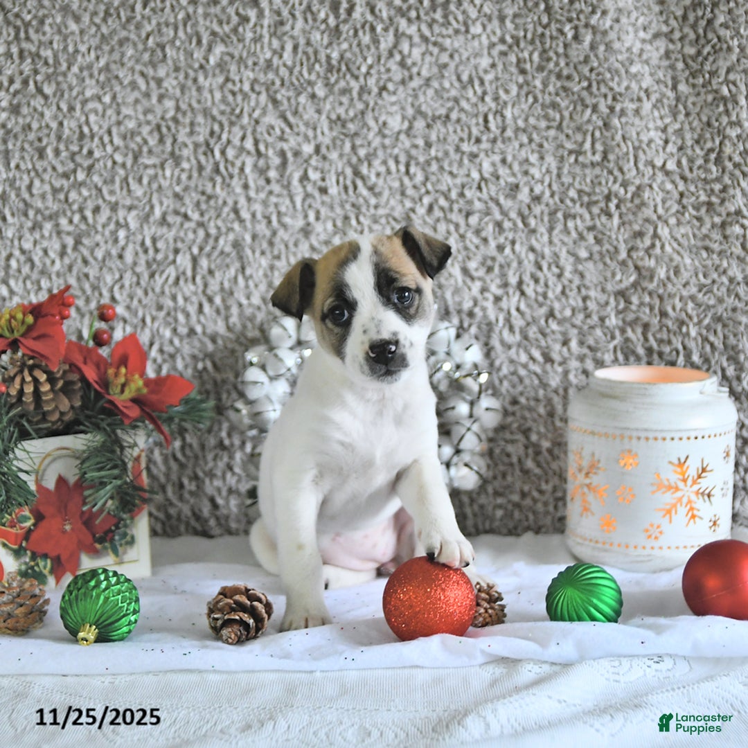 Jack Russell Terrier dogs for sale: Dixie - Ad 1