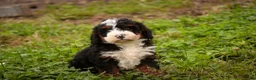 Bernedoodle dogs for sale: Ridge Miniature Bernedoodle  - Ad 1