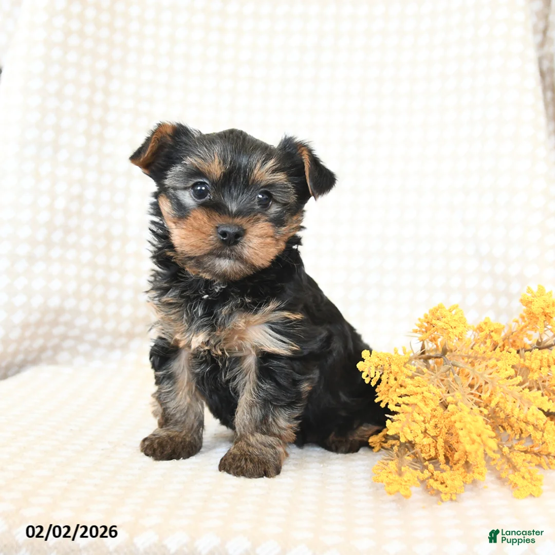 Yorkshire Terrier dogs for sale: Toby - Ad 2