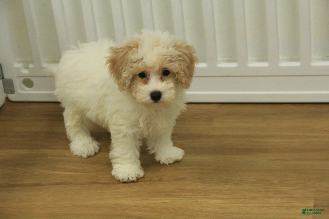 Bichpoo dogs for sale: Ramona - Ad 8