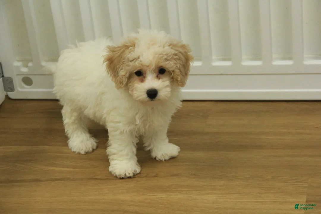 Bichpoo dogs for sale: Ramona - Ad 8