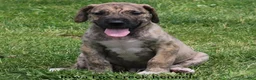 Great Dane dogs for sale: Murphy - Ad 6