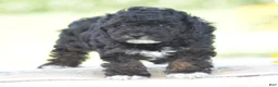 Yorkiepoo dogs for sale: Chalmers - Ad 5